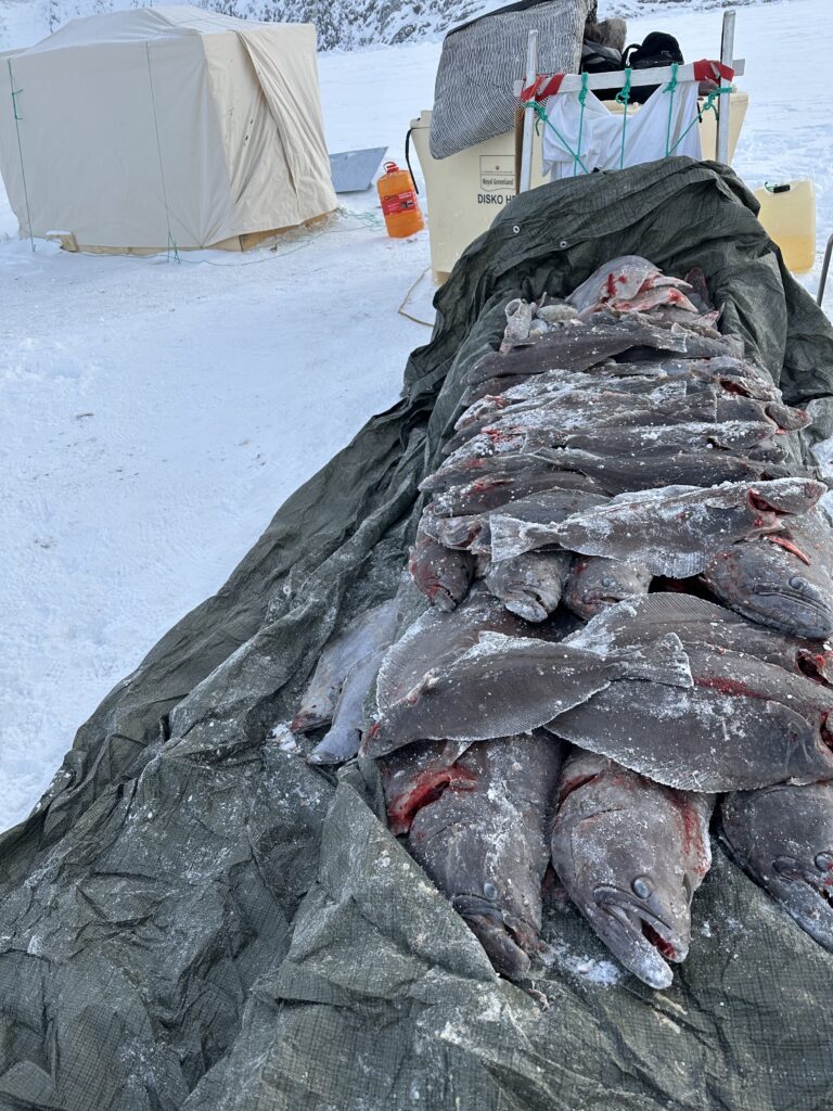 Qalerallit pisat / Hellefisk / Greenaland Halibut